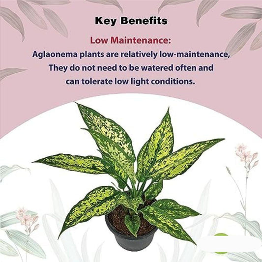 Aglaonema Snow White Plant